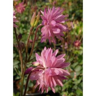 Aquilegia vulgaris 'Rose Barlow' – Kerti harangláb