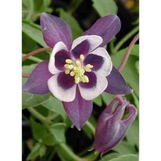 Aquilegia vulgaris 'William Guiness' – Kerti harangláb