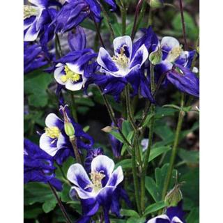 Aquilegia vulgaris 'Winky Blue  White' - Kerti harangláb