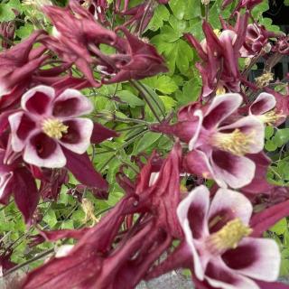 Aquilegia vulgaris 'Winky Red  White' - Kerti harangláb