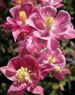 Aquilegia vulgaris 'Winky Rose  Rose' - Harangláb (rózsaszín)