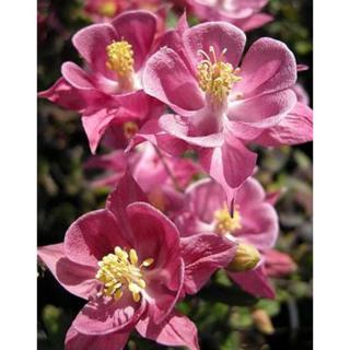 Aquilegia vulgaris 'Winky Rose  Rose' - Kerti harangláb