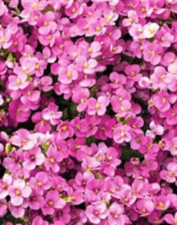 Arabis caucasica 'Little Treasure Deep Rose' - Kaukázusi lilás rózsaszín ikravirág