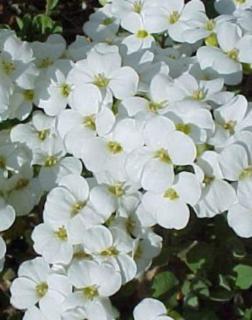 Arabis caucasica 'Little Treasure White' - Kaukázusi fehér ikravirág