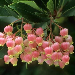 Arbutus unedo 'Rubra' – Nyugati szamócafa