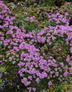 Armeria juniperifolia – Borókalevelű pázsitszegfű