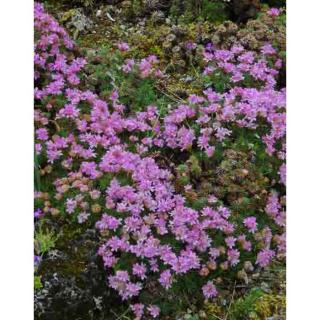 Armeria juniperifolia – Borókalevelű pázsitszegfű