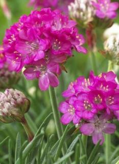 Armeria maritima 'Abbey Deep Rose' – Tengerparti pázsitszegfű