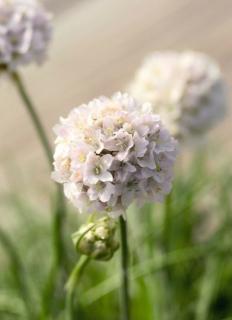 Armeria maritima 'Abbey White' – Tengerparti pázsitszegfű