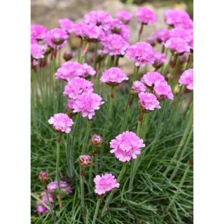 Armeria maritima 'Armada Pink' – Tengerparti pázsitszegfű