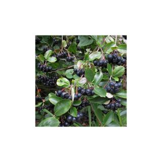 Aronia melanocarpa 'Aaron' – Fekete berkenye