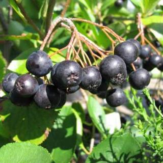 Aronia 'Professor Ed' – Berkenye