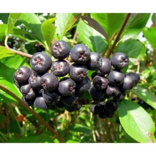 Aronia x prunifolia (syn:. A. melanocarpa x A. arbutifolia) 'Nero' - Fekete berkenye