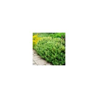Artemisia abrotanum - Istenfa, ürömcserje