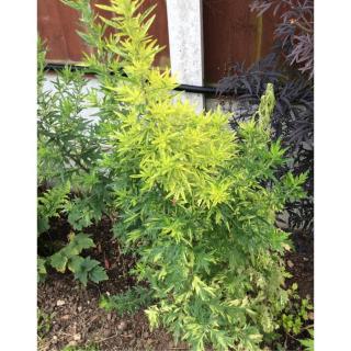 Artemisia vulgaris 'Oriental Limelight' – Fekete üröm