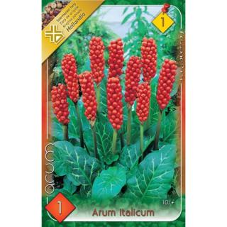 Arum italicum - Olasz kontyvirág