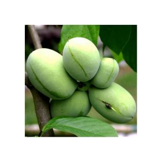 Asimina triloba 'Davis' – Indián banán