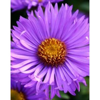 Aster novae-angliae 'Barr's Blue' - Mirigyes liláskék őszirózsa