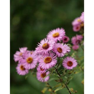 Aster novae-angliae 'Barr's Pink' – Mirigyes őszirózsa