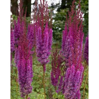 Astilbe chinensis 'Purpurkerze' – Kínai tollbuga