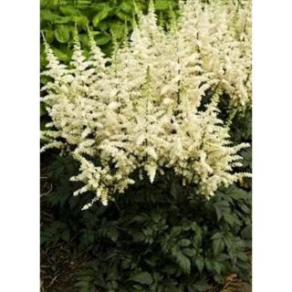 Astilbe chinensis 'Vision in White' – Kínai tollbuga