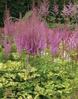 Astilbe 'Color Flash Lime' – Tollbuga