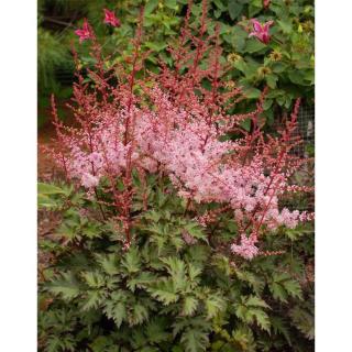 Astilbe 'Delft Lace' – Tollbuga