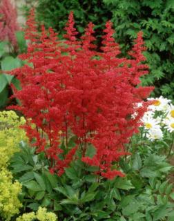 Astilbe 'Feuer' – Tollbuga