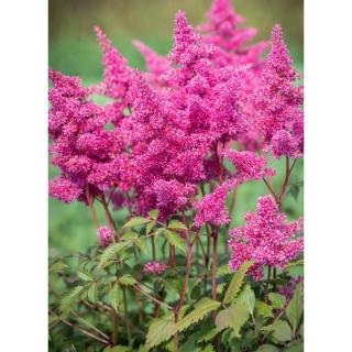 Astilbe japonica 'Bremen' - Japán tollbuga