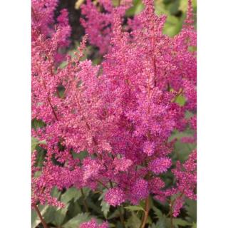 Astilbe japonica 'Elisabeth von Veen' – Japán tollbuga