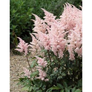 Astilbe japonica 'Peach Blossom' – Japán tollbuga