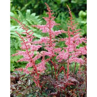 Astilbe simplicifolia 'Key West' – Tollbuga