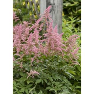 Astilbe x arendsii 'Bressingham Beauty' – Kerti tollbuga