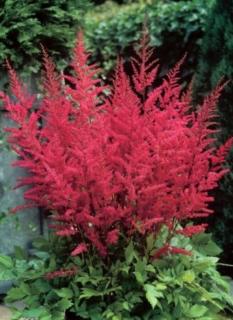 Astilbe x arendsii 'Else Schluck' – Kerti tollbuga