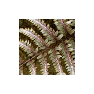 Athyrium niponicum 'Ursula's Red' – Japán hölgypáfrány