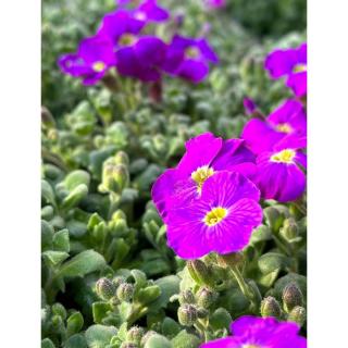 Aubrieta 'Audrey Purple Shades' – Pázsitviola