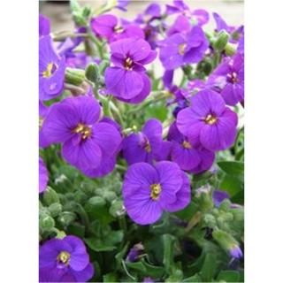 Aubrieta hybrida 'Axcent Deep Purple' - Bíbor kerti pázsitviola