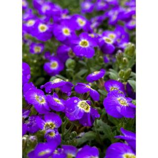 Aubrieta hybrida 'Axcent Violet with Eye' - Ibolya kerti pázsitviola