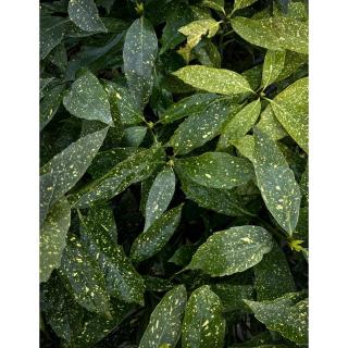 Aucuba japonica 'Variegata' - Tarkalevelű babérsom
