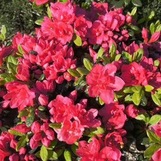 Azalea 'Canzonetta' – Azálea