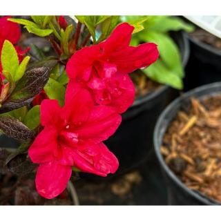 Azalea japonica 'Maruschka' – Azálea