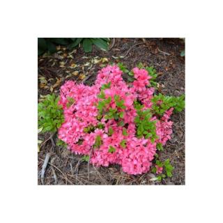 Azalea japonica 'Rokoko' – Azálea