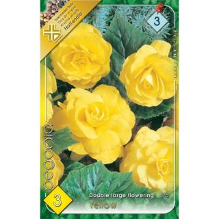 Begonia - Telt, nagyvirágú begónia (sárga)