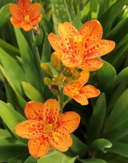 Belamcanda chinensis 'Freckle Face' – Leopárd liliom