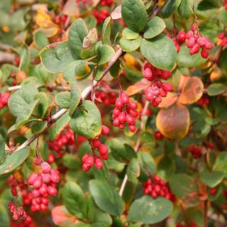 Berberis 'Red Tears' – Borbolya