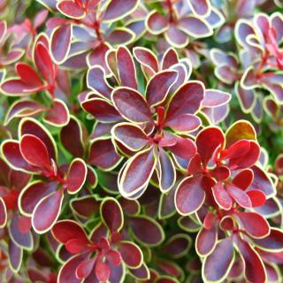 Berberis thunbergii 'Admiration'® – Piros levelű, sárga szélű törpe japán borbolya