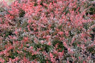 Berberis thunbergii 'Atropurpurea Nana' - Japán borbolya