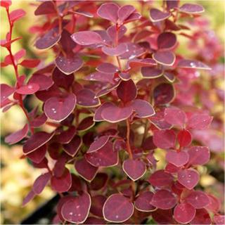 Berberis thunbergii 'Chiquita Darkap2' – Japán borbolya