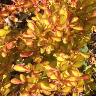 Berberis thunbergii 'Diabolicum' – Japán borbolya