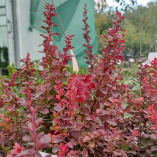 Berberis thunbergii 'Florence' – Japán borbolya